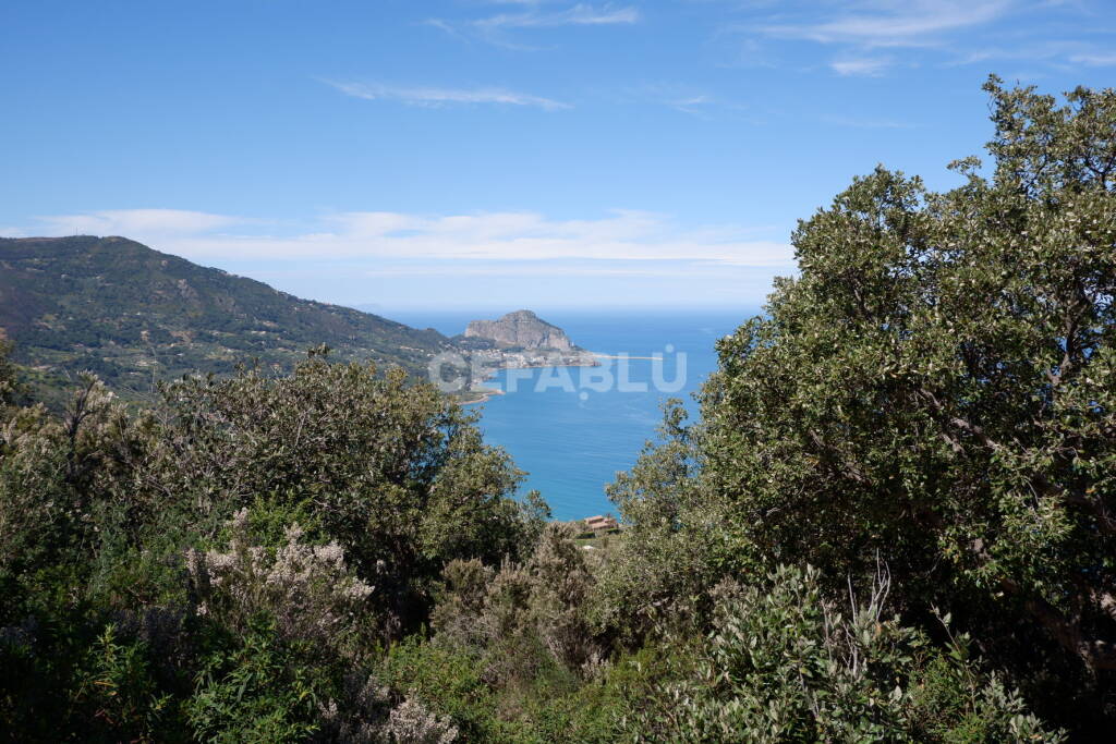 Palma nana serra Guarneri 