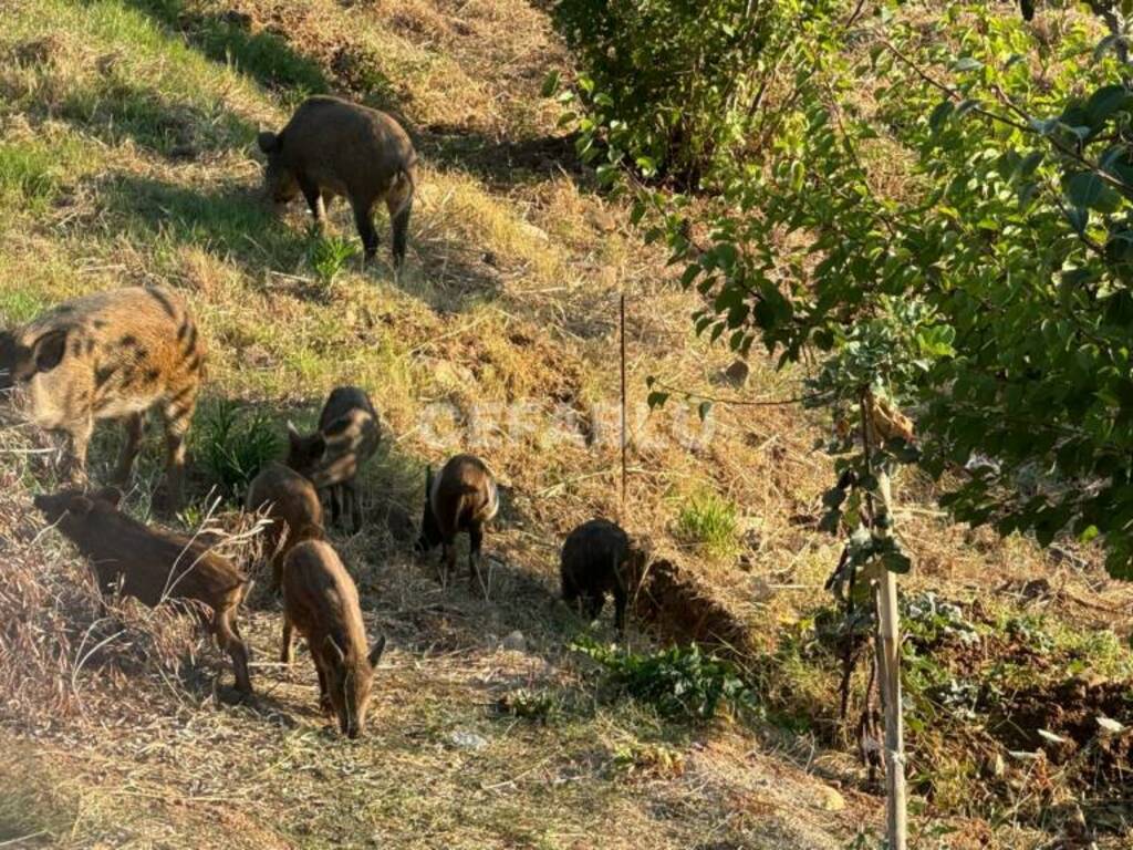 Cinghiali nella campagna di Cefalù